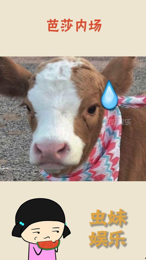 娱乐吃瓜酱小猫